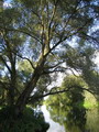 بید سفید